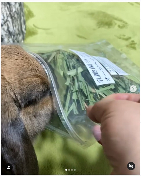 うさぎ畑,ユーザーフォト,Instagram