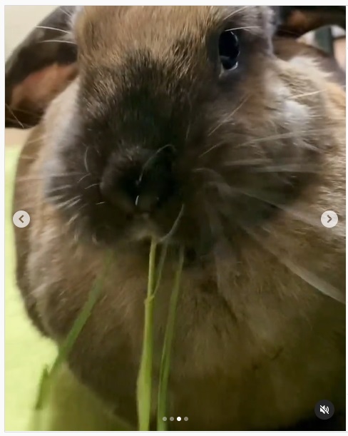 うさぎ畑,ユーザーフォト,Instagram