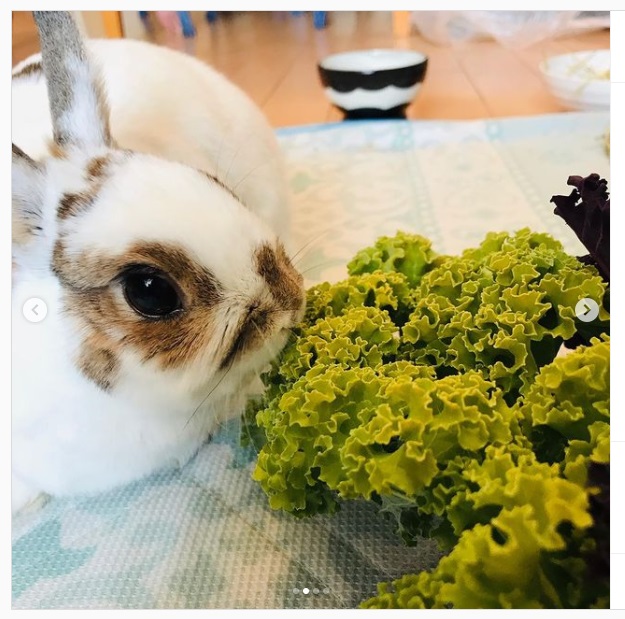 うさぎ畑,ユーザーフォト