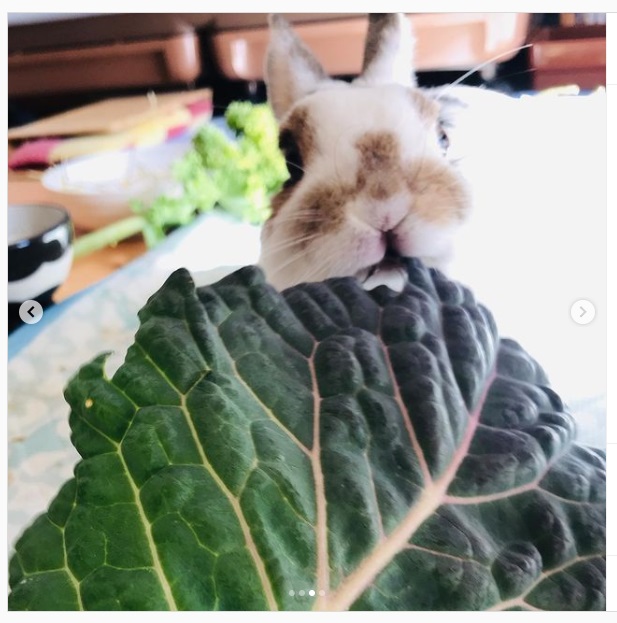 うさぎ畑,ユーザーフォト