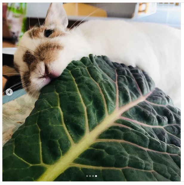 うさぎ畑,ユーザーフォト