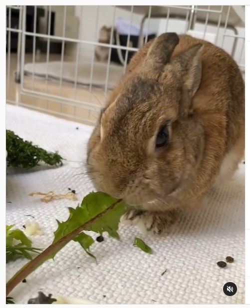 うさぎ畑,ユーザーフォト