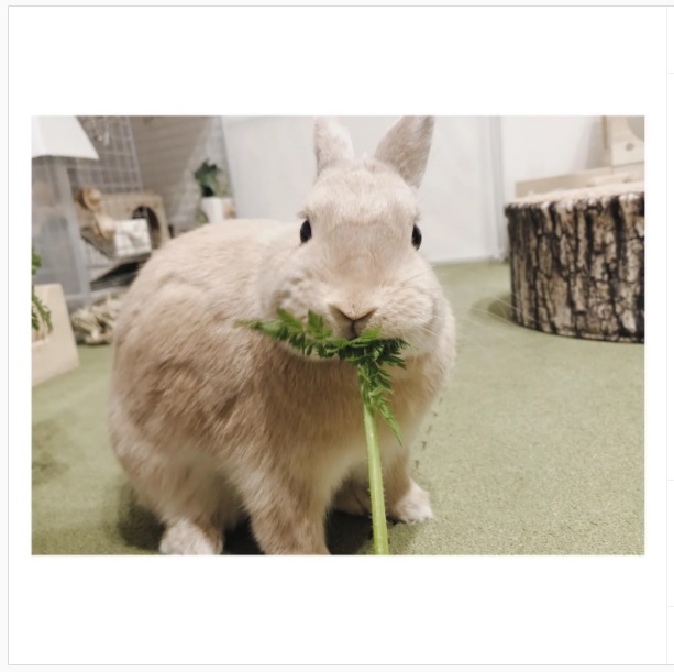 うさぎ畑,ユーザーフォト,Instagram