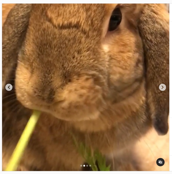 うさぎ畑,ユーザーフォト,Instagram