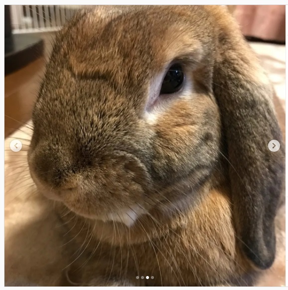 うさぎ畑,ユーザーフォト,Instagram