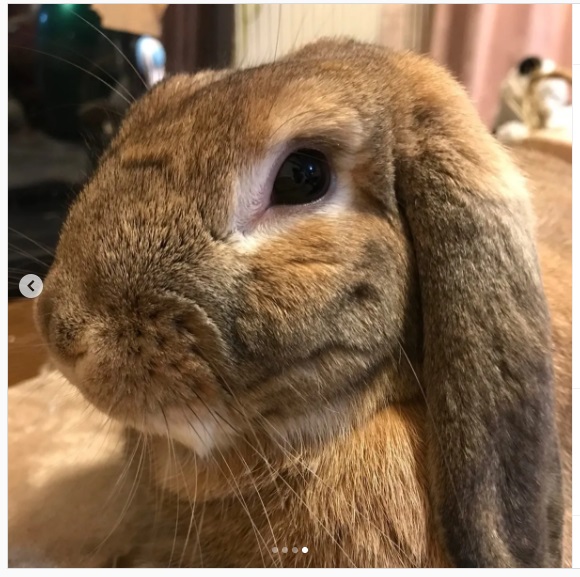 うさぎ畑,ユーザーフォト,Instagram
