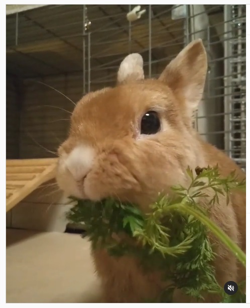 うさぎ畑,ユーザーフォト,Instagram