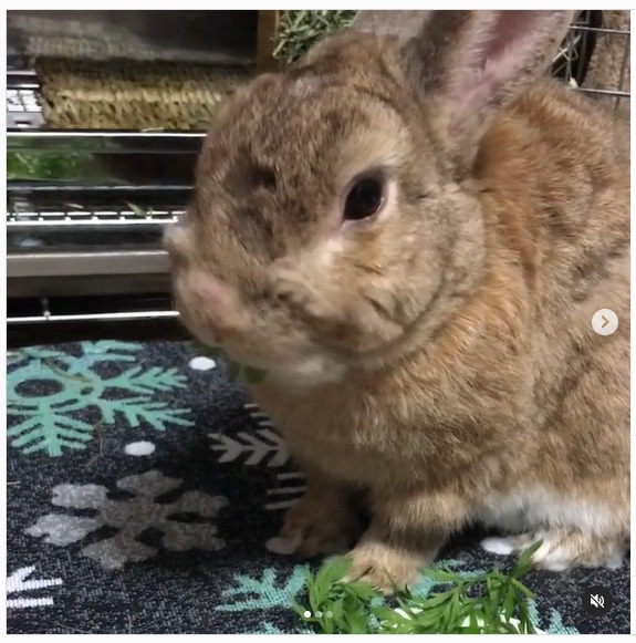 うさぎ畑,ユーザーフォト,Instagram