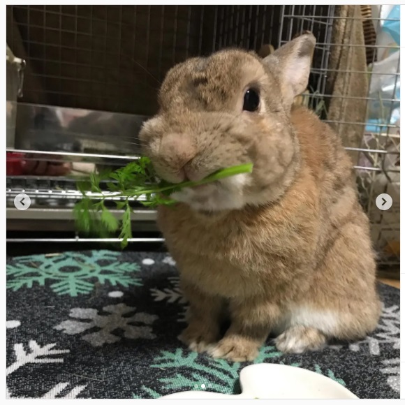 うさぎ畑,ユーザーフォト,Instagram