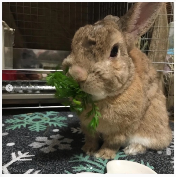 うさぎ畑,ユーザーフォト,Instagram