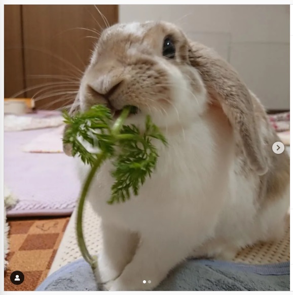 うさぎ畑,ユーザーフォト,Instagram