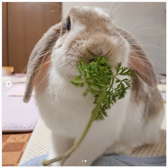 うさぎ畑,ユーザーフォト,Instagram