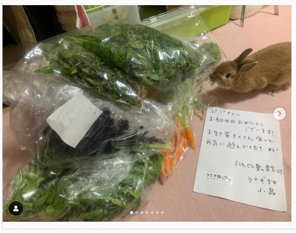 うさぎ畑,ユーザーフォト,Instagram