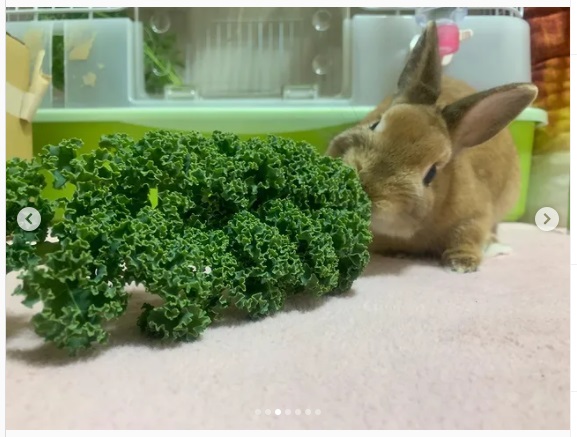 うさぎ畑,ユーザーフォト,Instagram
