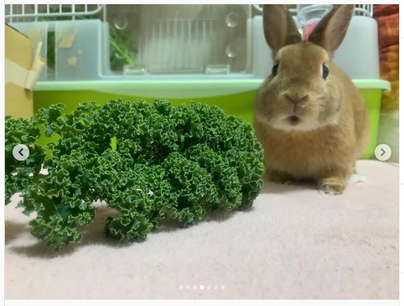 うさぎ畑,ユーザーフォト,Instagram