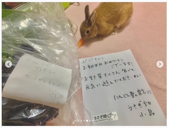 うさぎ畑,ユーザーフォト,Instagram
