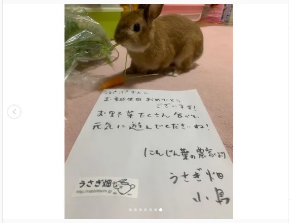 うさぎ畑,ユーザーフォト,Instagram