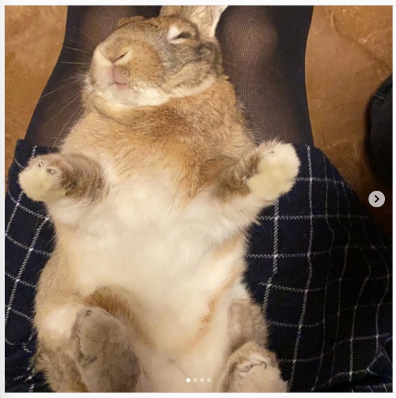 うさぎ畑,ユーザーフォト,Instagram